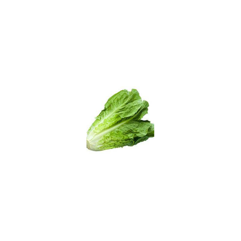 LECHUGA ROMANA BAQUEIRA (TIENDA)