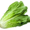 LECHUGA ROMANA BAQUEIRA (TIENDA)