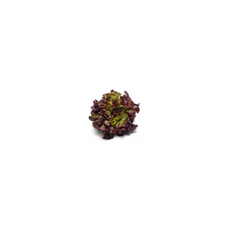 LECHUGA HOJA ROBLE ROJO DS39407 (TIENDA)