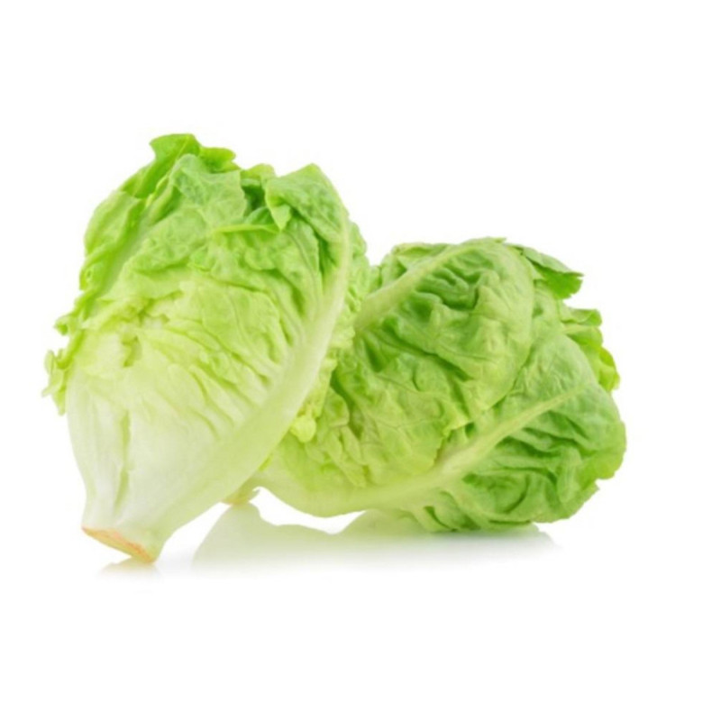 LECHUGA COGOLLO GARBO (TIENDA)