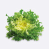LECHUGA ESCAROLA RIZADA TIKODAL (TIENDA)