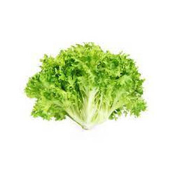 LECHUGA LOLLO VERDE LISBOA (TIENDA)