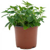 OREGANO MACETA (TIENDA)