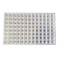 LECHUGA ESCAROLA RIZADA TIKODAL B-104 (TIENDA)